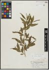 Foto von Salix alba L. x Salix fragilis L.
